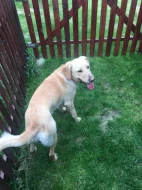 Daruji psa 2,5roku retriver zlatý x labrador