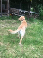 Daruji psa 2,5roku retriver zlatý x labrador