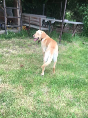 Daruji psa 2,5roku retriver zlatý x labrador