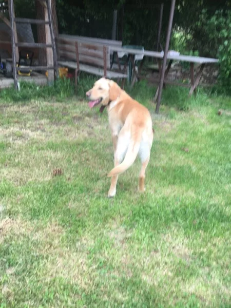 Daruji psa 2,5roku retriver zlatý x labrador