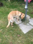 Daruji psa 2,5roku retriver zlatý x labrador