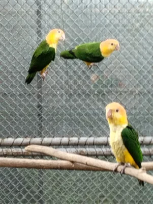 Amazónek belobrichy