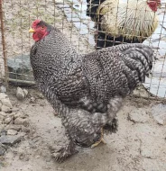 Brahmánky mix barev násadová vejce