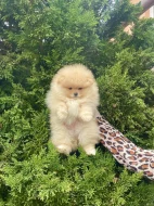 Pomeranian mini