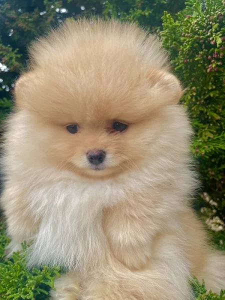 Pomeranian mini