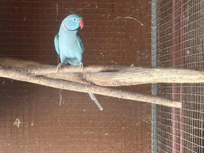 Alexandr malý modrý