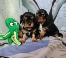 Kavalír king charles spaniel štěňátka s PP