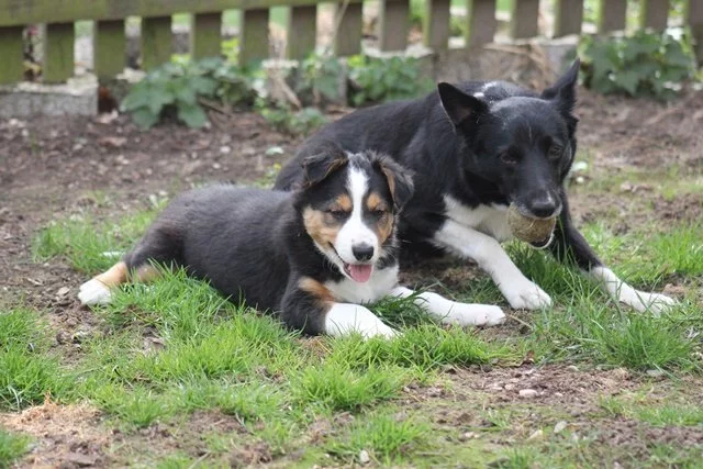 Border collie