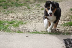 Border collie