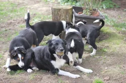Border collie