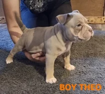 American Bully s PP ABKC