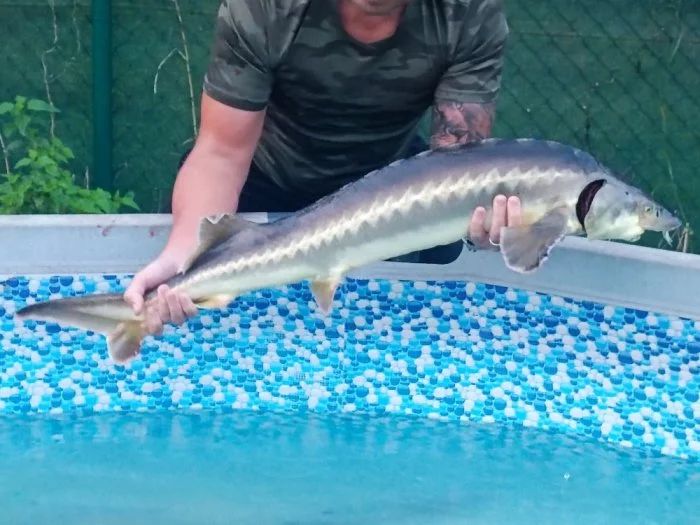 Jeseter ruský a sibiřský