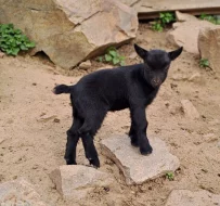 Holandská zakrslá koza  - kůzlátka