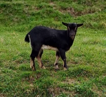 Holandská zakrslá koza  - kůzlátka