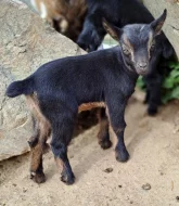 Holandská zakrslá koza  - kůzlátka