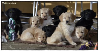 Hovawart  - štěňátka s pp