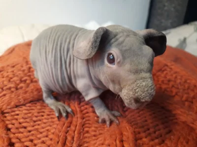 Skinny kluk lavender