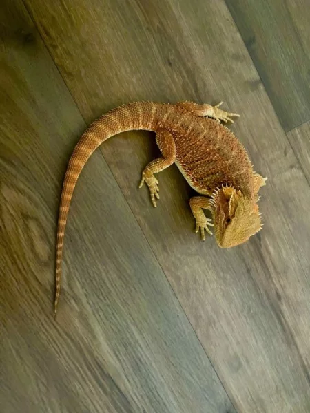 Mláďata Agamy vousaté