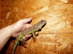 Leguán zelený (Iguana iguana)