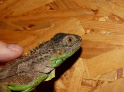 Leguán zelený (Iguana iguana)