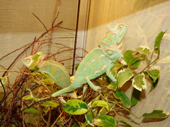 Chameleon jemenský (Chamaeleo calyptratus)
