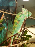 Chameleon jemenský (Chamaeleo calyptratus)