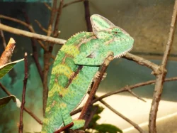 Chameleon jemenský (Chamaeleo calyptratus)