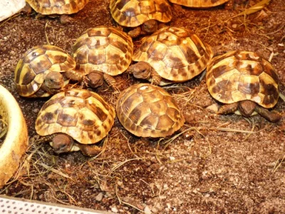 Želva zelenavá (Testud hermanni) vlastní odchov