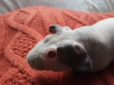 Samicka skinny lavender s PP