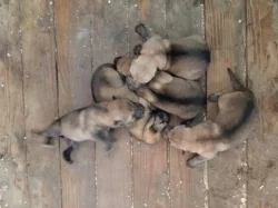 Československý vlčák - štěně