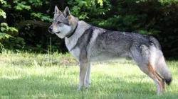 Československý vlčák - štěně