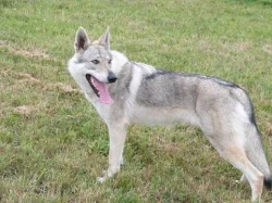 Československý vlčák - štěně