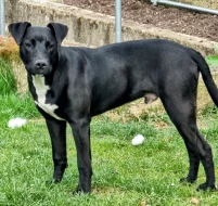 Stafordšírský  Terier