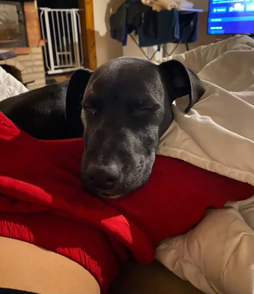 Stafordšírský  Terier