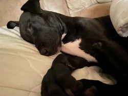 Stafordšírský  Terier