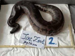Python curtus curtus