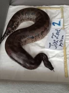 Python curtus curtus