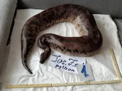 Python curtus curtus
