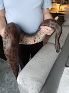 Python curtus curtus