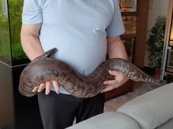 Python curtus curtus