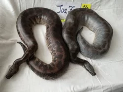 Python curtus curtus