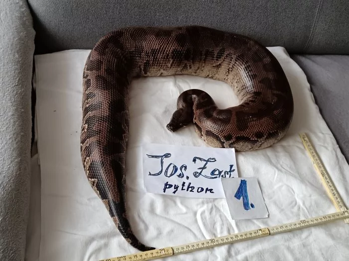 Python curtus curtus