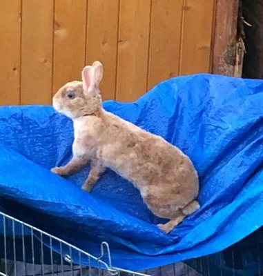 Zakrsly rex samicka havana kremova