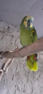 Prodam amazonana