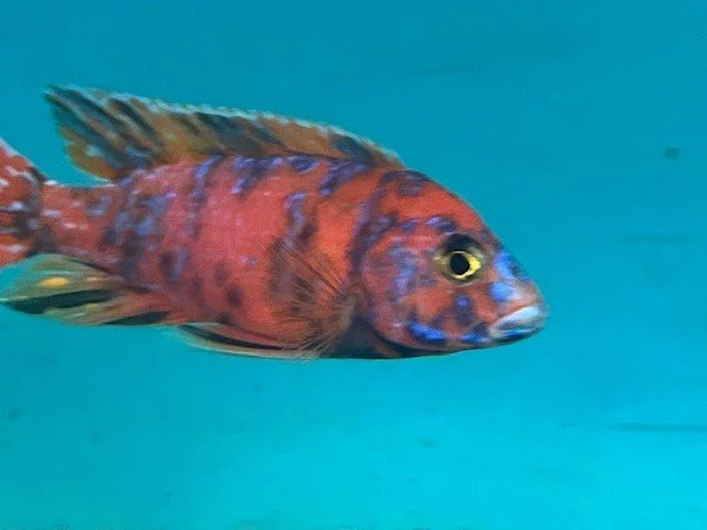 malawi odchovy