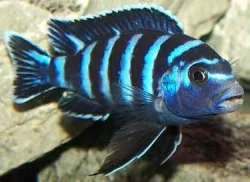 malawi odchovy