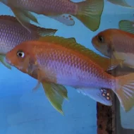 malawi odchovy