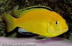malawi odchovy