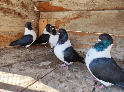 Moravský pštros černý