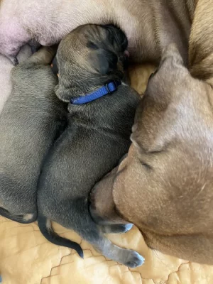 Štěňátka rhodeského ridgebacka s PP